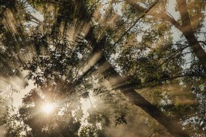 Cómo la luz natural influye en tus hormonas, energía y descanso